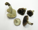 Tricholoma portentosum image