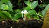 Coprinopsis nivea image