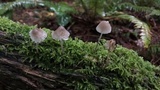 Mycena bulliformis image