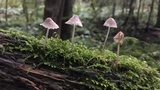 Mycena bulliformis image