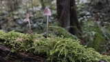 Mycena bulliformis image