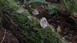 Mycena bulliformis image