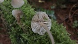 Mycena bulliformis image