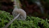 Mycena bulliformis image