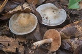Cortinarius alboviolaceus image
