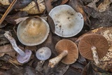 Cortinarius alboviolaceus image