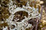 Flavocetraria cucullata image