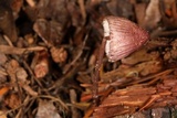 Mycena purpureofusca image