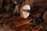 Mycena purpureofusca image