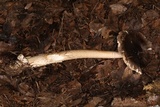 Amanita pachycolea image