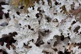 Flavocetraria nivalis image