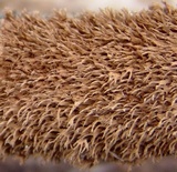 Hydnoporia olivacea image