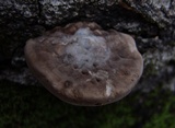 Vanderbylia robiniophila image