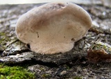 Vanderbylia robiniophila image