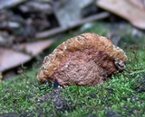 Phellinus gilvus image
