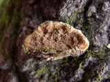 Phellinus gilvus image