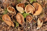 Otidea alutacea image