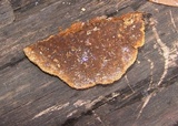 Phellinus gilvus image