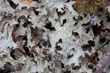 Flavocetraria nivalis image
