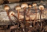 Macrocystidia cucumis image
