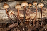 Macrocystidia cucumis image