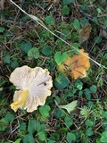 Cantharellus formosus image