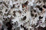 Flavocetraria nivalis image