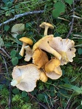 Cantharellus formosus image