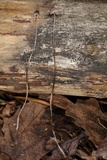 Mycena filopes image