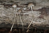 Mycena vulgaris image