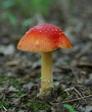 Amanita parcivolvata image