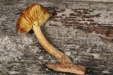 Gymnopilus bellulus image