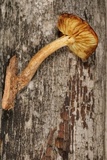 Gymnopilus bellulus image
