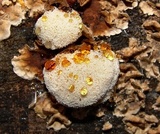 Abortiporus biennis image