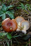 Amanita persicina image