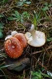Amanita persicina image