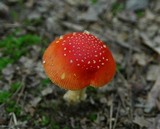 Amanita parcivolvata image