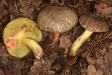 Xerocomellus diffractus image