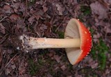 Amanita parcivolvata image