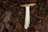 Russula murrillii image