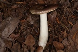 Russula murrillii image
