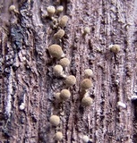 Phleogena faginea image