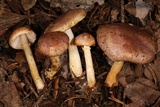Agaricus dulcidulus image