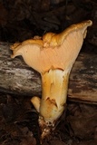 Cantharellus formosus image