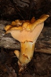 Cantharellus formosus image