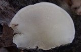 Trametes lactinea image