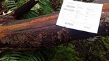 Hydnoporia tabacina image