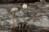 Strobilurus albipilatus image