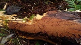 Fuscoporia ferruginosa image