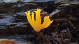 Calocera viscosa image